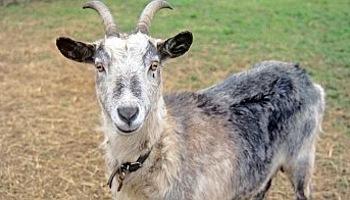 Goat in a field