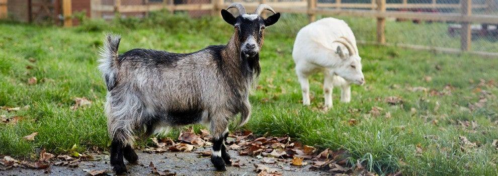 Two goats standing in a field