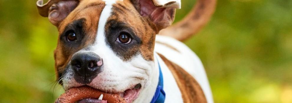 white and brown dog with chew toy and blue collar