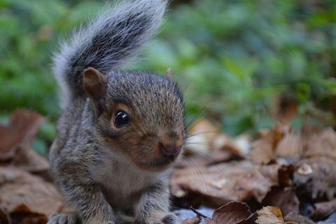  Baby squirrel in the wild
