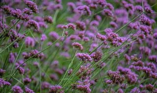 verbena and other winter flowers are great polliantors for attracting wildlife to your garden