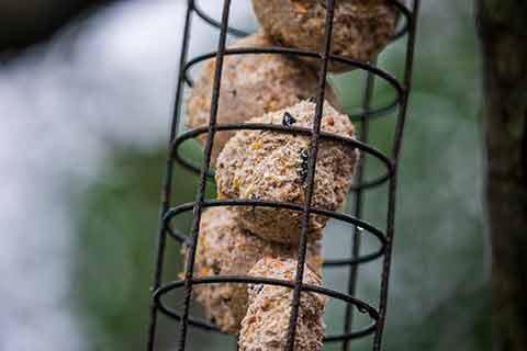 Close-up of bird fat balls in holder hanging in the garden.