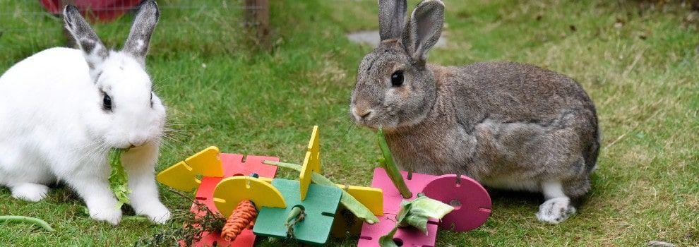two rabbits with a rabbit toy outdoors © RSPCA