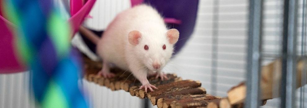 domestic top eared rat in an enriched cage