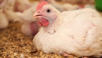 side close-up of broiler chickens sitting inside
