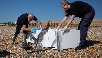 juvenile gulls being released on the beach