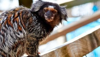 marmoset balanced on perch in animal enclosure