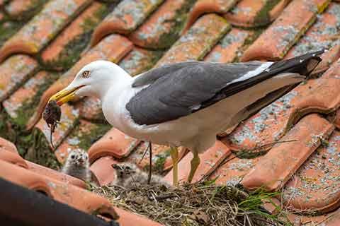 ​A gull feeding a mouse to its young ​