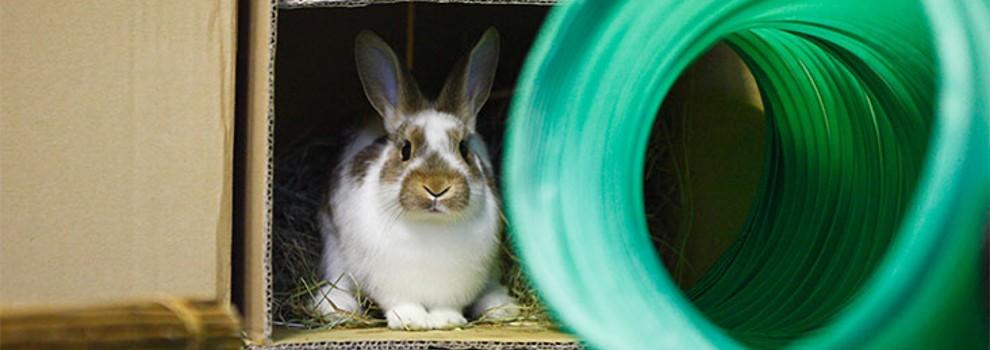 Single juvenile rabbit hiding in cardboard box © RSPCA