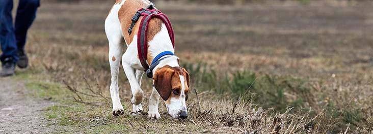 Dog out for a walk on a lead