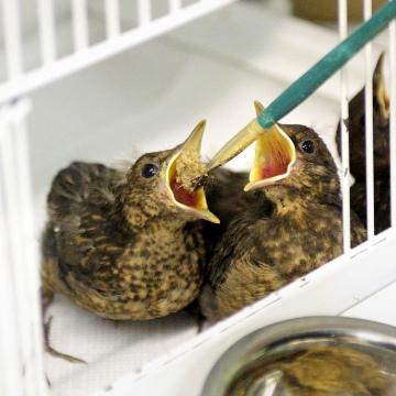 A fledgling baby bird has feathers
