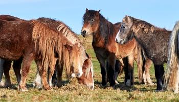 Horses in a field