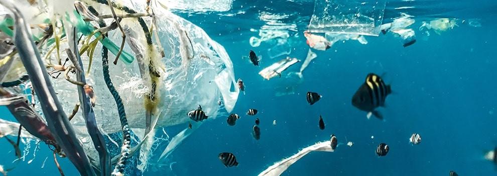 Plastic wrapped around underwater plants and floating in the sea with fishes