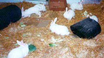group of farmed rabbits with space to move © Shirley Seaman/RSPCA