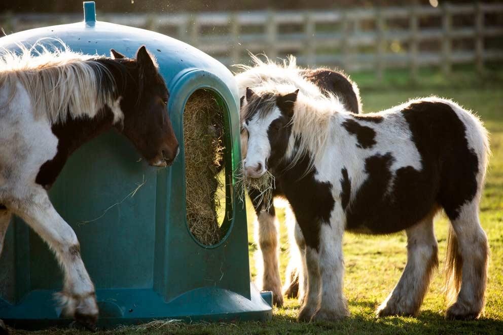Three ponies eating grass from a sheltered grass store.