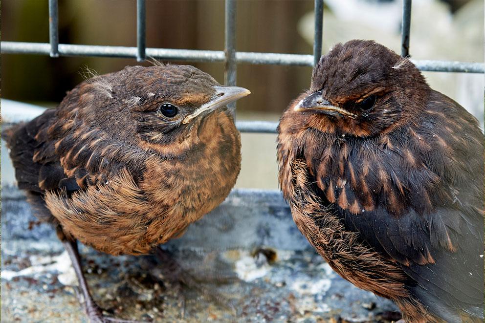 Two birds in a rehabilitation cage.