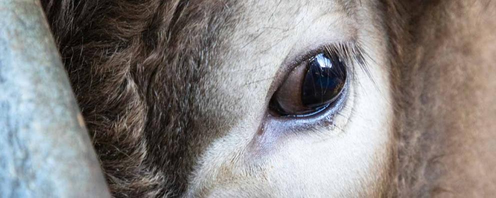 A close-up of a cow's eye from a high welfare farm in Hastings.