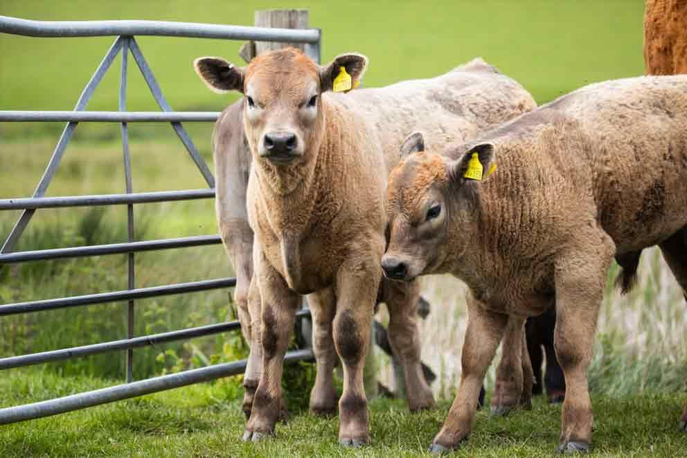 Two cows standing next to a gate in a field