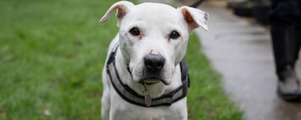 A 15 year old dog being taken for a walk.