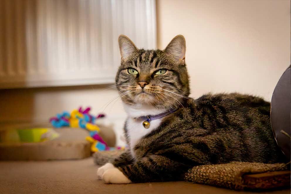 Cat lying next to the radiator inside.