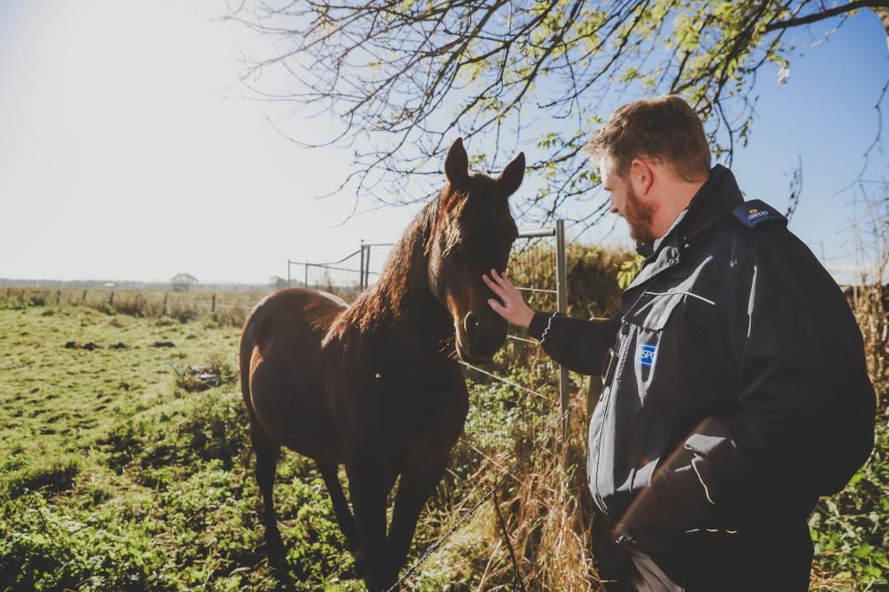 An RSPCA inspector greeting a horse in a field outside.