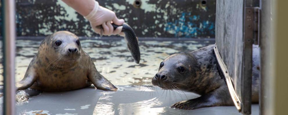 Two seals being fed fish by an RSPCA animal care assistant as part of their rehabilitation back to health.