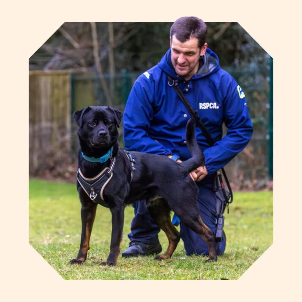 An RSPCA worker wearing blue branded jacket is holding the lead of a black and brown rottweiler cross breed dog.