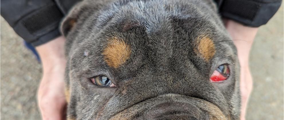 Bernie, a black and brown bulldog breed dog, looking sadly up at the camera with red and swollen eyes.