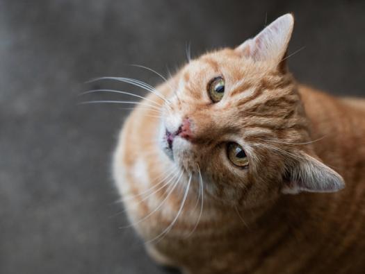 A close-up of Minx the rescue cat from their new loving family home.