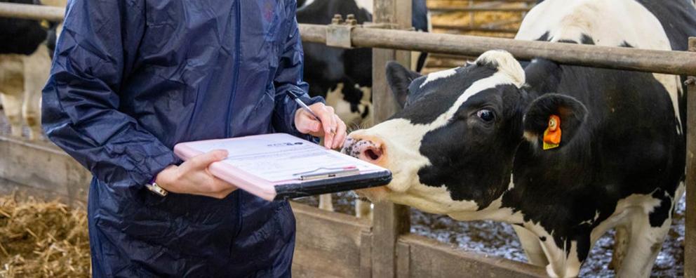 A cow greeting an RPSCA Assured inspector with their head on a farm.