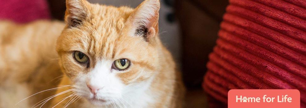 Ginger cat looking towards the camera,. In the bottom right of the image a 'Home for Life' tag is displayed.