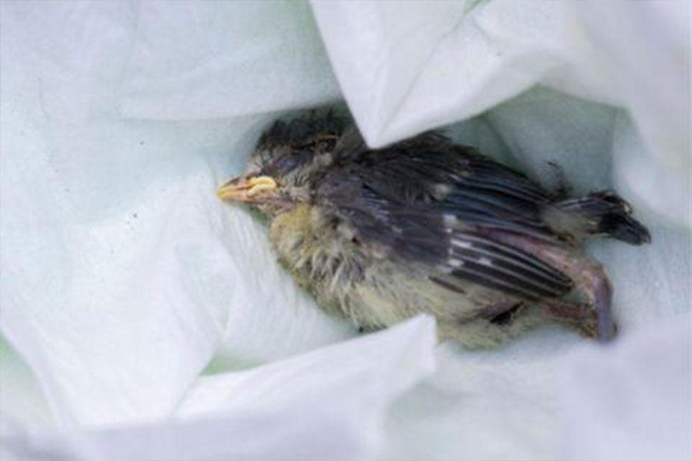A sick baby bird ladying in cloth with its eyes closed