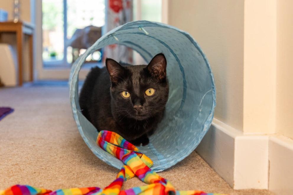 Mosse, a black domestic shorthair cat, laying down in a blue toy tunnel with a rainbow string toy in front of them.