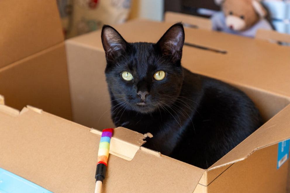Moose, a black domestic shorthair cat, sitting in a cardboard box alongside a rainbow string toy.