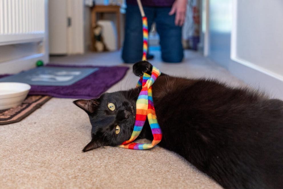 Moose, a black domestic shorthair cat plays with a rainbow string toy.