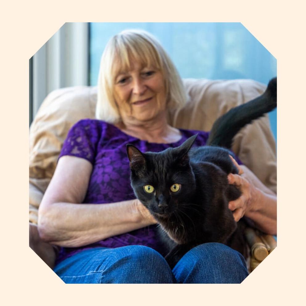 Moose, a black domestic shorthair cat, climbing onto the lap of his new owner, Jenny.