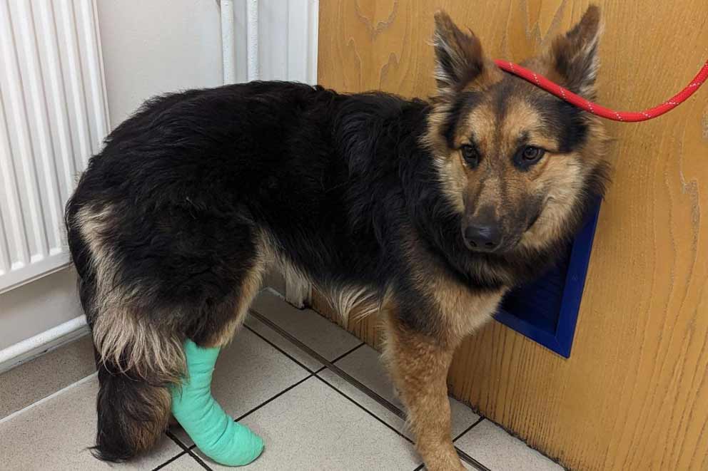 A German Shepherd with a bandaged leg