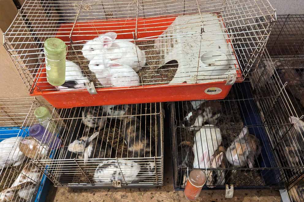 Five animal cages stacked fill of rabbits