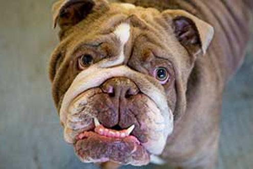 bulldog facing camera