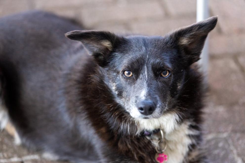 Whitney, a black and white collie cross breed dog looks up at the camera while laying down.