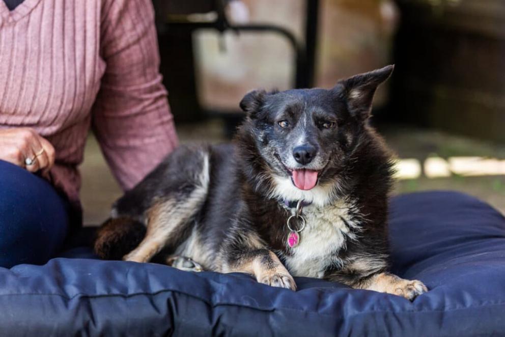 Whitney, a black and white collie cross breed dog, sitting on a blue pillow dog bed.